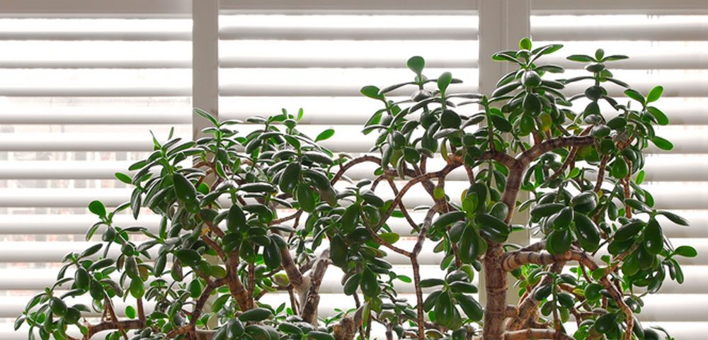 House plant jade tree in a pot and glass wall with blinds, Image by Shutters Australia