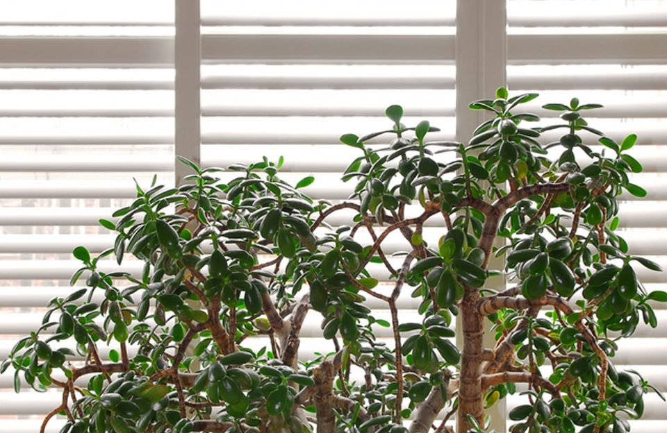 House plant jade tree in a pot and glass wall with blinds, Image by Shutters Australia